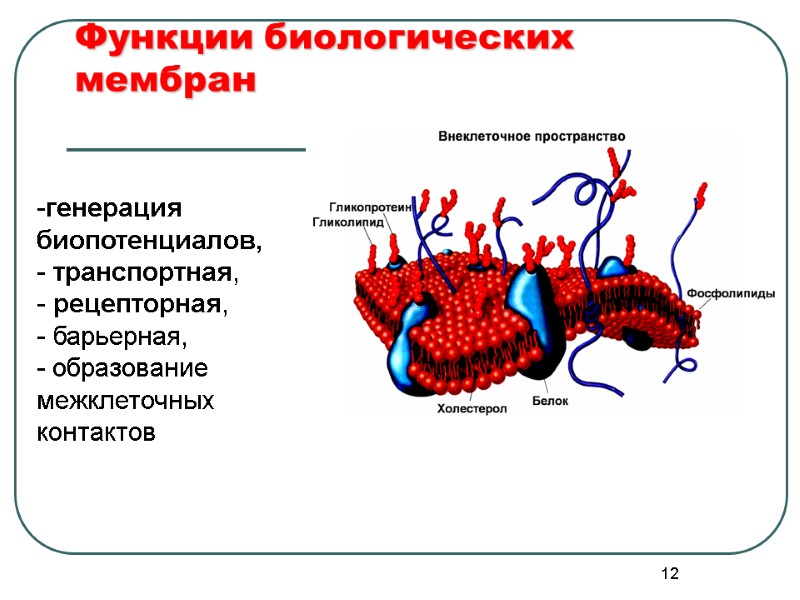 12 Функции биологических мембран генерация биопотенциалов,   транспортная,   рецепторная,  